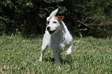 PARSON RUSSEL TERRIER 166